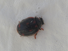 Novius cardinalis