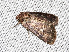 Condica capensis
