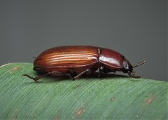 Uloma culinaris