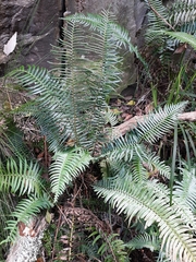 Blechnum punctulatum punctulatum