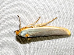 Sozusa scutellata
