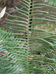 Blechnum punctulatum punctulatum