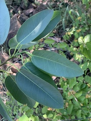 Ficus salicifolia