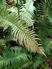 Blechnum punctulatum punctulatum