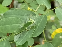 Polyura hebe plautus