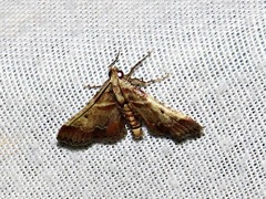Zitha zonalis