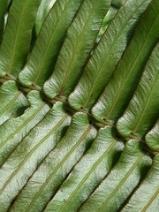 Blechnum punctulatum punctulatum
