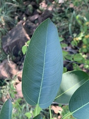 Ficus salicifolia
