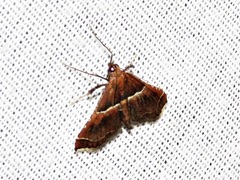 Endotricha consobrinalis consobrinalis