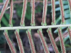 Blechnum punctulatum punctulatum
