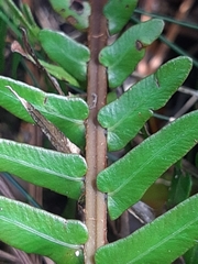 Blechnum punctulatum punctulatum