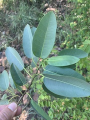 Ficus salicifolia