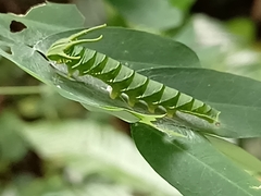 Polyura hebe plautus