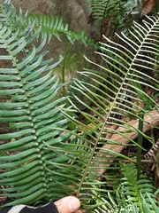 Blechnum punctulatum punctulatum