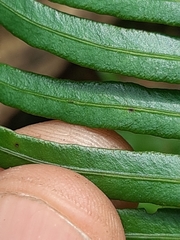 Blechnum punctulatum punctulatum