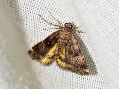 Acontiola hypoxantha