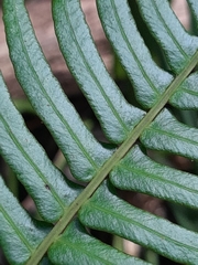 Blechnum punctulatum punctulatum