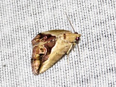 Lithacodia caffristis