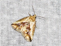 Lithacodia caffristis