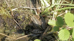 Pelophylax