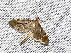 Duponchelia lanceolalis