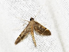 Duponchelia lanceolalis