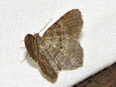 Chiasmia confuscata
