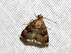 Acontiola hypoxantha