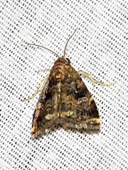 Acontiola hypoxantha