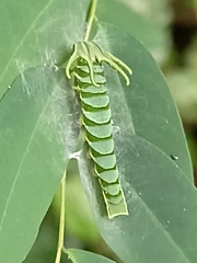 Polyura hebe plautus
