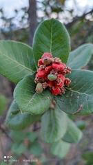Rhus standleyi