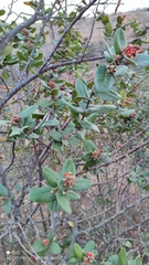 Rhus standleyi