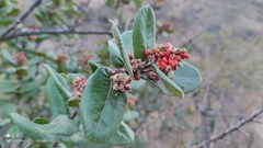 Rhus standleyi