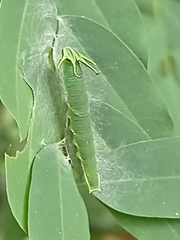 Polyura hebe plautus