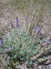 Lupinus adsurgens