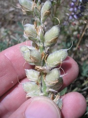 Lupinus adsurgens