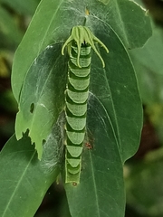 Polyura hebe plautus