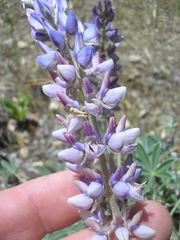 Lupinus adsurgens