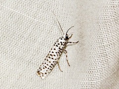 Yponomeuta strigillatus