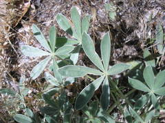 Lupinus adsurgens