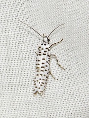 Yponomeuta strigillatus