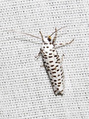 Yponomeuta strigillatus