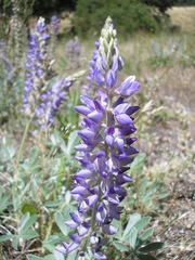 Lupinus adsurgens