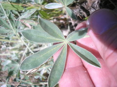 Lupinus adsurgens