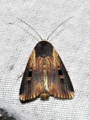 Effractilis effracta