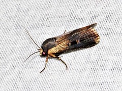 Effractilis effracta