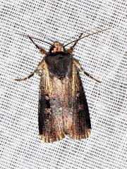 Effractilis effracta