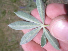 Lupinus adsurgens