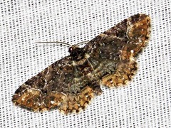Melanthia ustiplaga