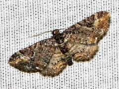 Melanthia ustiplaga